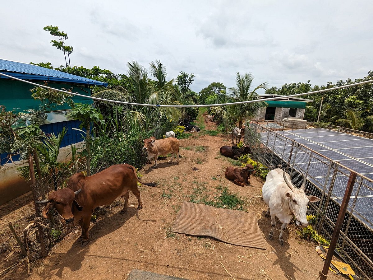 ಹುಬ್ಬಳ್ಳಿ | ಟಗರು ಸಾಕಾಣಿಕೆ: ನಿರಂತರ ಆದಾಯ
