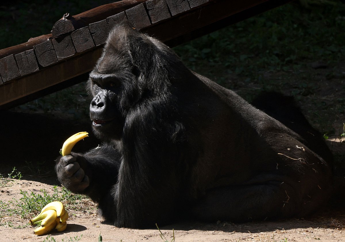 ಡೆಟ್ರಾಯಿಟ್ ಮೃಗಾಲಯದಲ್ಲಿ 96 ವರ್ಷಗಳ ಬಳಿಕ ಗೊರಿಲ್ಲಾ ಜನನ