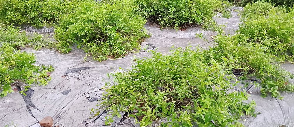 ಶಿರ್ವ: ಕೀಟಬಾಧೆಯಿಂದ ಕೃಷಿಕರು ಕಂಗಾಲು