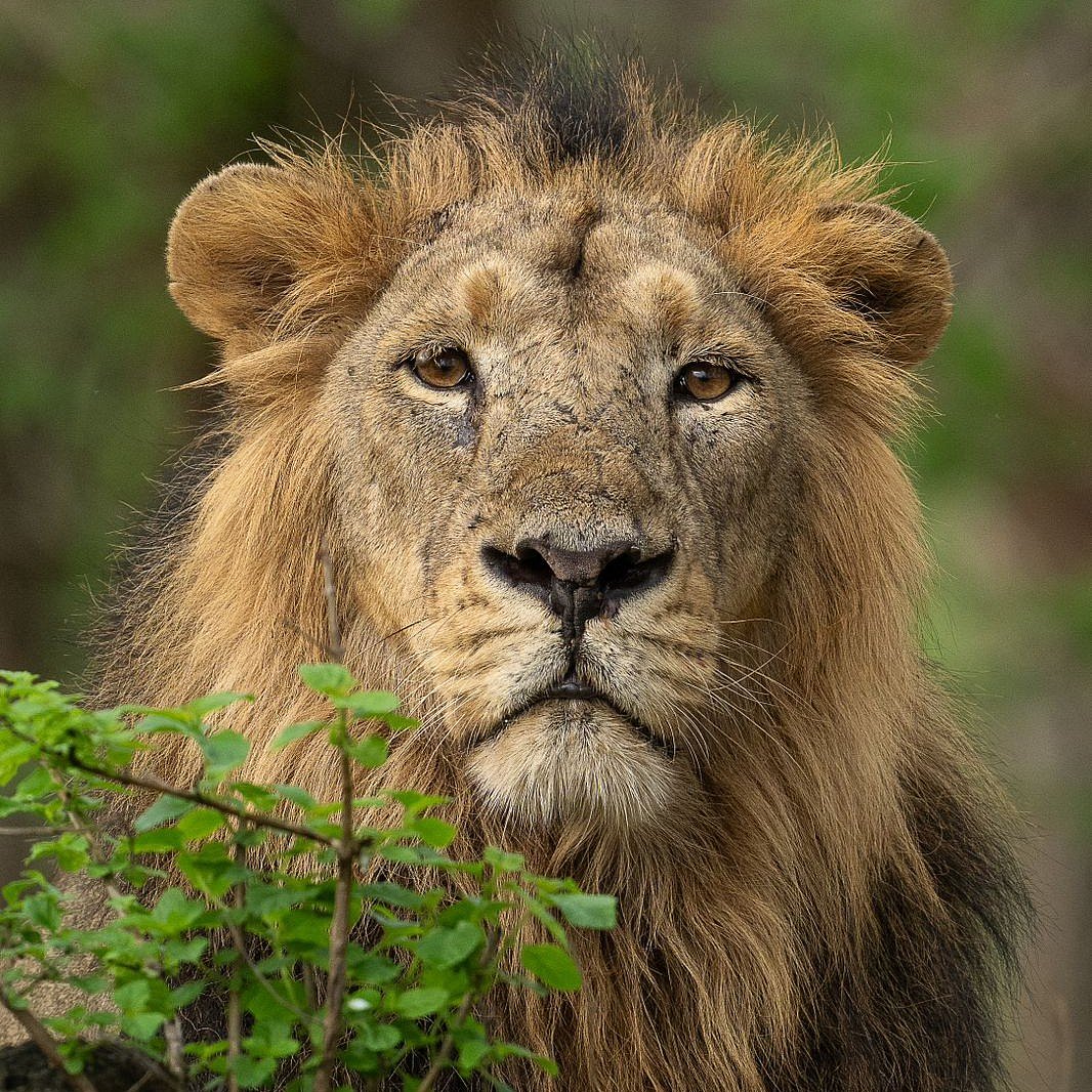 ಇಂದು ವಿಶ್ವ ಸಿಂಹಗಳ ದಿನ: ಮೃಗರಾಜನ ವಿಶೇಷತೆ ಏನು?