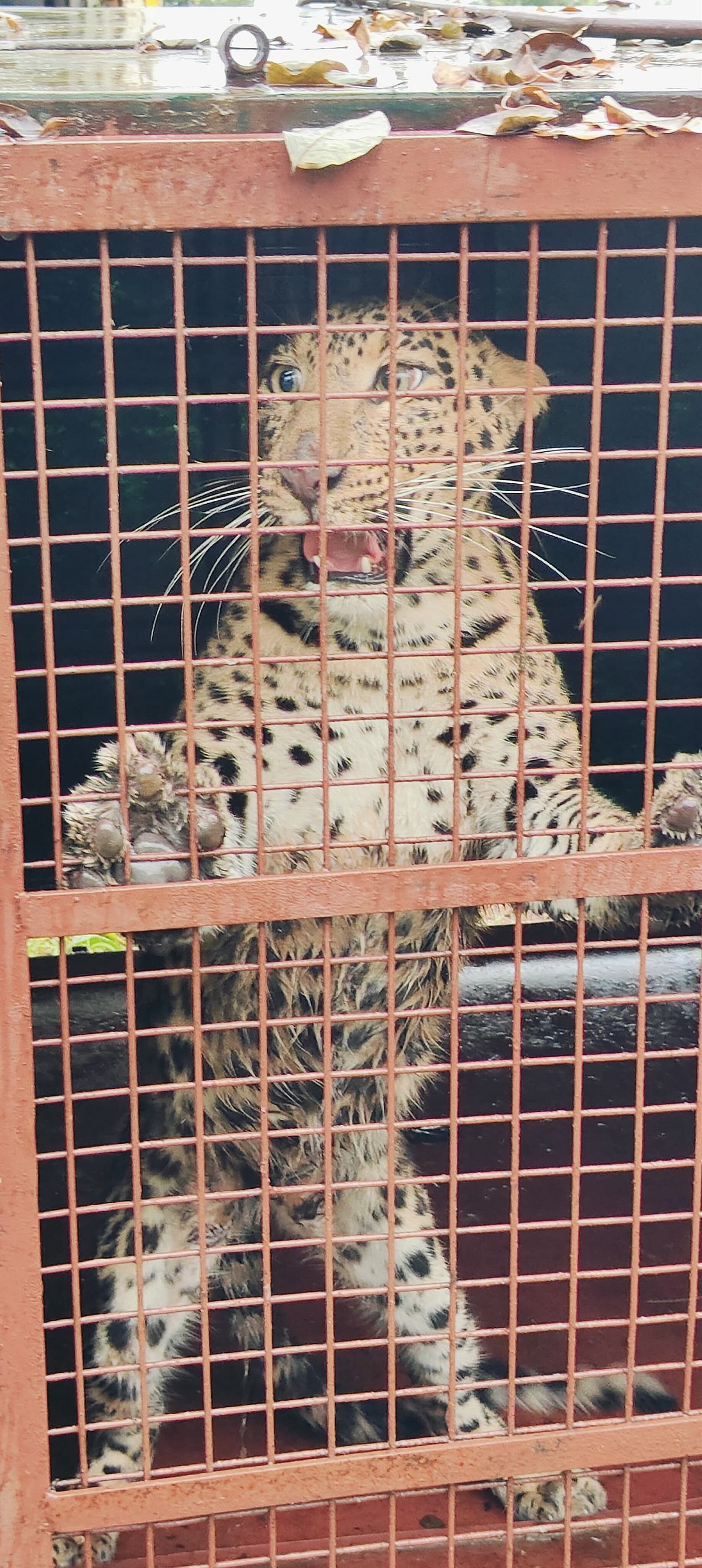 ಗ್ರಾಮಸ್ಥರ ನಿದ್ದೆಗೆಡಿಸಿದ್ದ ಚಿರತೆ ಸೆರೆ