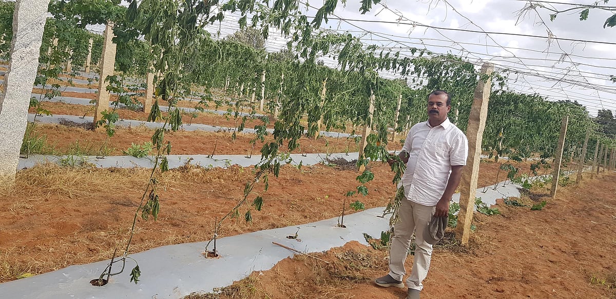 ಶಿಡ್ಲಘಟ್ಟ: ದುಷ್ಕರ್ಮಿಗಳಿಂದ ಹಾಗಲಕಾಯಿ ಬೆಳೆ ನಾಶ