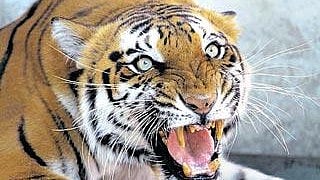 ಮಹಿಳೆಯನ್ನು ಕೊಂದ ಹುಲಿ; ಅರಣ್ಯ ಇಲಾಖೆ ಸಿಬ್ಬಂದಿ ಮೇಲೆ ಗ್ರಾಮಸ್ಥರ ಹಲ್ಲೆ