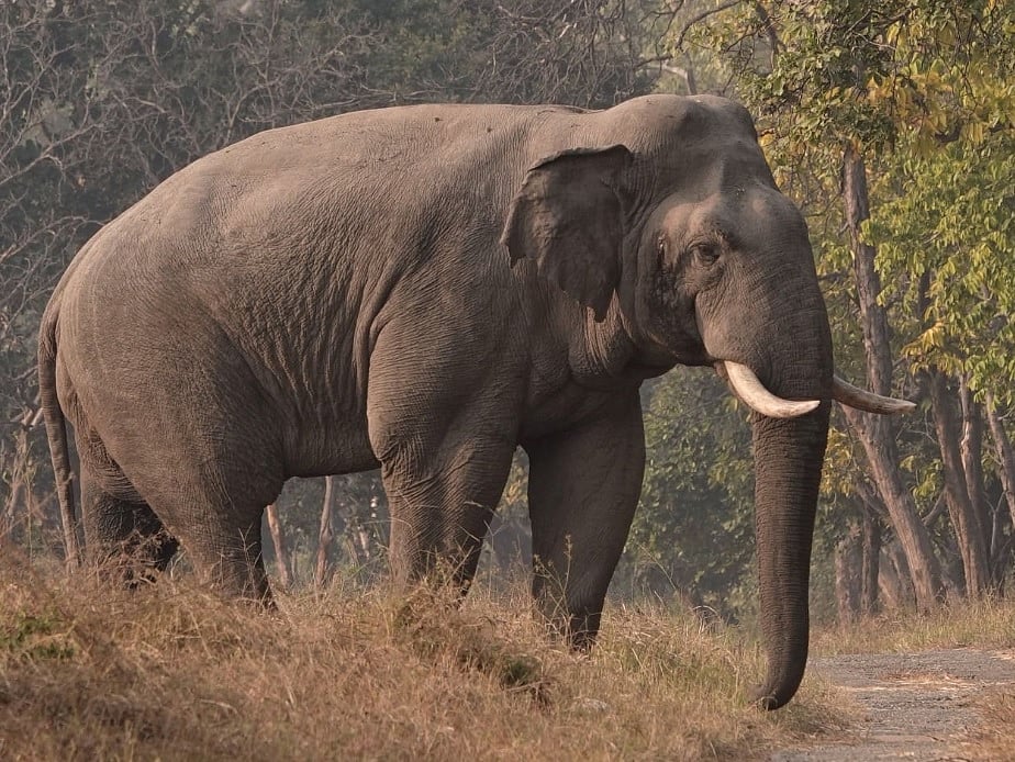 ಮುನ್ನಾರ್ | ಕಾರನ್ನು ಮಗುಚಿ ಹಾಕಿದ ಕಾಡಾನೆ: ಪವಾಡ ಸದೃಶವಾಗಿ ಪ್ರವಾಸಿಗರು ಪಾರು
