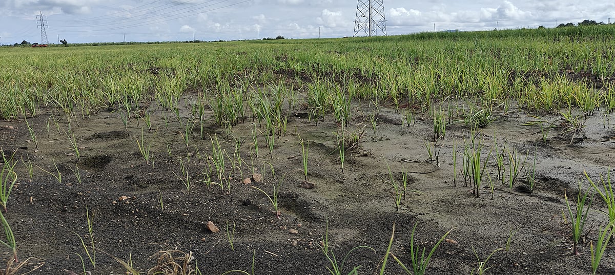 ಚಿಕ್ಕಮಗಳೂರು | ಮಳೆ ಹೆಚ್ಚಳ: ನೆಲಕಚ್ಚಿದ ಈರುಳ್ಳಿ ಬೆಳೆ