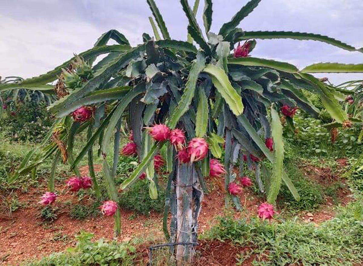 ಧರ್ಮಪುರ: ಹೊಸ ಪ್ರಯೋಗಗಳ ಪ್ರಗತಿಪರ ರೈತ ಅರುಣ್‌ ಕುಮಾರ್‌ 