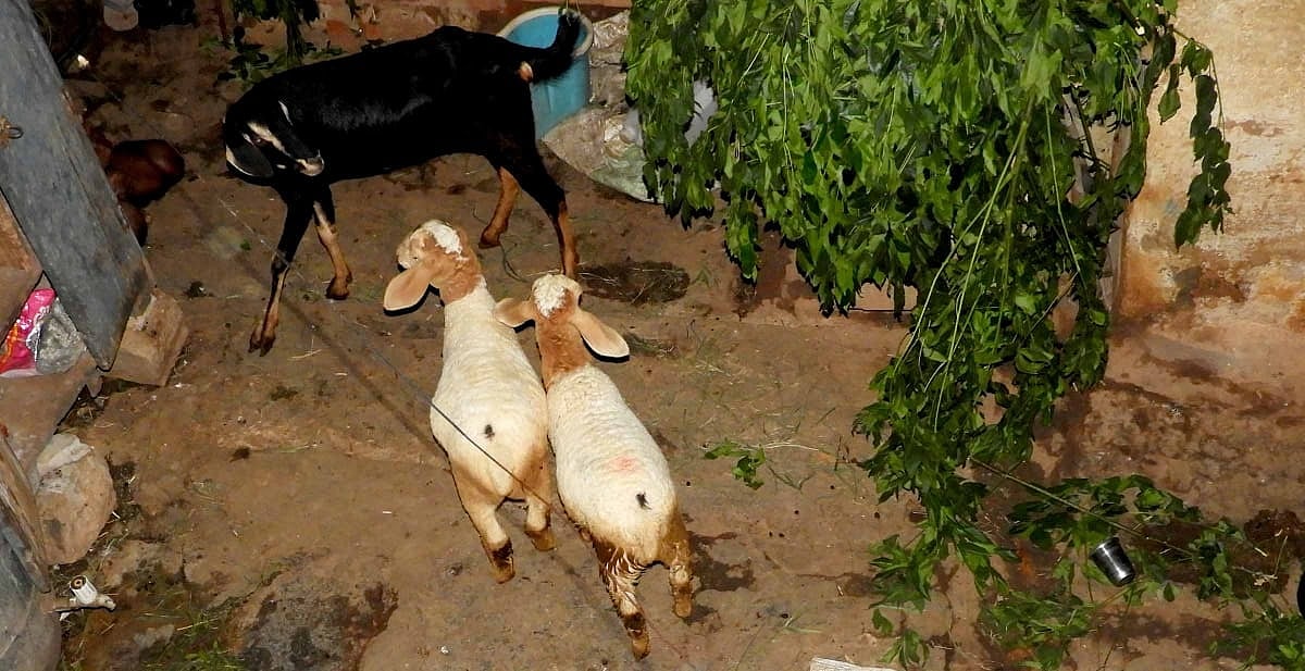 ಕುರಿ, ಮೇಕೆಗೆ ಗೃಹಬಂಧನ: ಚಾವಣಿಯಿಂದಲೇ ಮೇವು