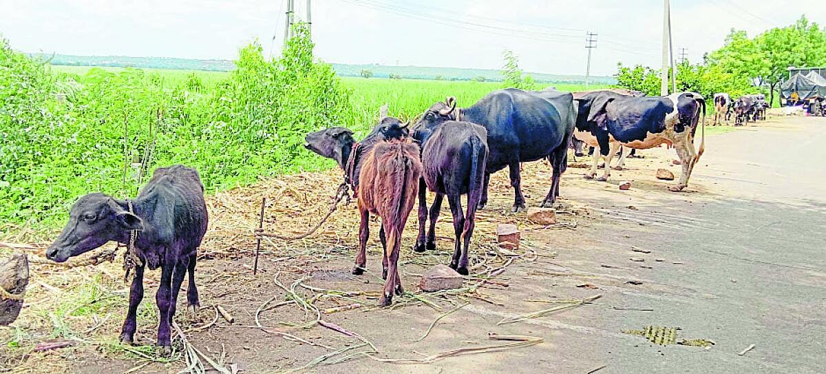 ತೇರದಾಳ: ರಸ್ತೆ ಬದಿ ಜಾನುವಾರು ಠಿಕಾಣಿ