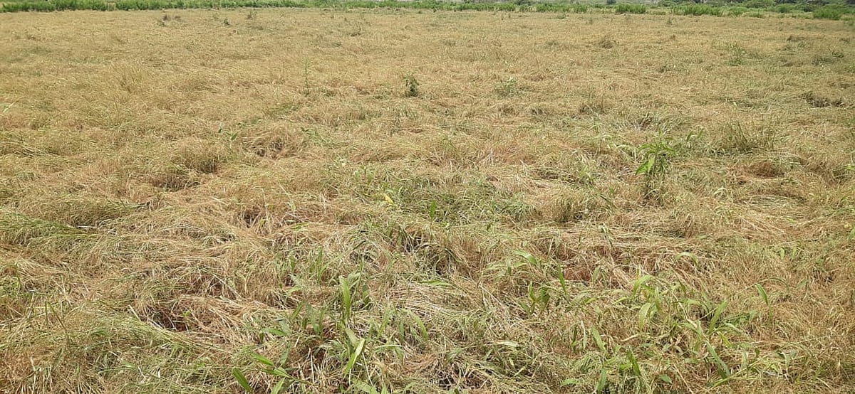 ಹೊಸದುರ್ಗ | ಅಧಿಕ ಮಳೆ: ನೆಲಕಚ್ಚಿದ ಸಾವೆ