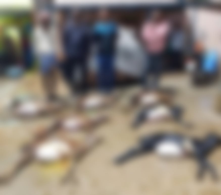 ಗಂಡಸಿ: ಮೇಯಲು ಹೋಗಿದ್ದ 13 ಮೇಕೆ ಸಾವು