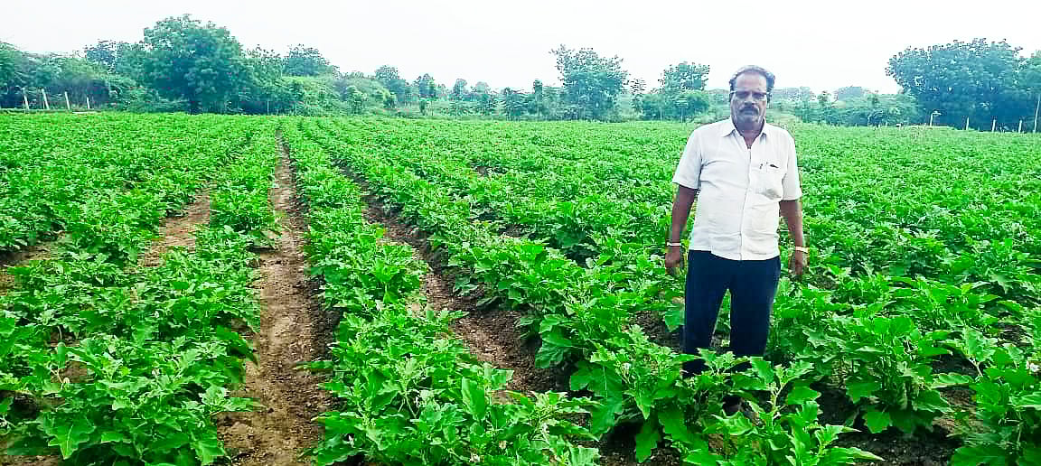 ಯಡ್ರಾಮಿ | ಮಿಶ್ರ ಬೇಸಾಯ: ಉತ್ತಮ ಆದಾಯ