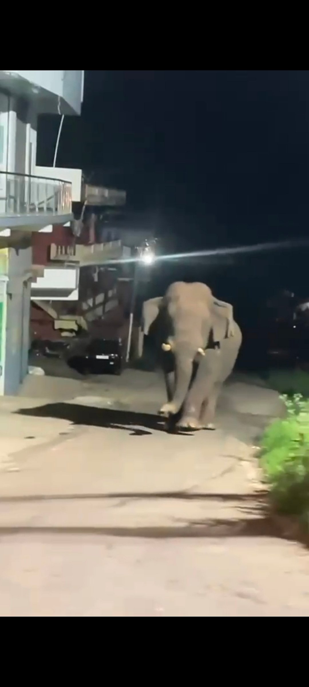 ಸುಂಟಿಕೊಪ್ಪದಲ್ಲಿ ಕಾಡಾನೆ ಪ್ರತ್ಯಕ್ಷ