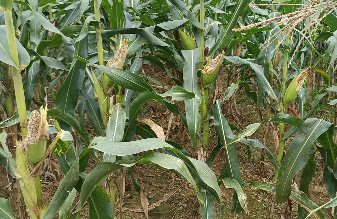 ಹಿರೇಕೆರೂರು: ಮೆಕ್ಕೆಜೋಳದ ಬೆಳೆಗೆ ಗಿಳಿ, ಮಂಗಗಳ ಉಪಟಳ