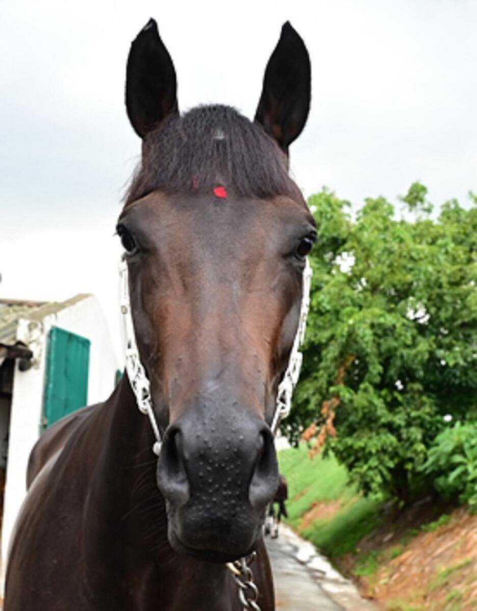 ಡರ್ಬಿ ಗೆಲ್ಲುವ ವಿಶ್ವಾಸದಲ್ಲಿ ಎಕ್ಸಲೆಂಟ್‌ ಲಾಸ್‌