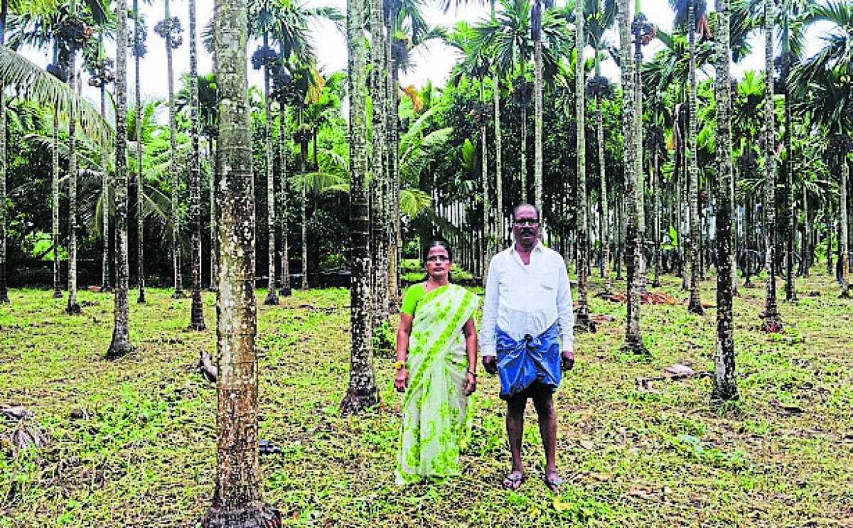ಕೃಷಿ ಖುಷಿ: ಭೂಮಿ ಫಲವತ್ತತೆ ಹೆಚ್ಚಳದಿಂದ ದುಪ್ಪಟ್ಟಾದ ಆದಾಯ