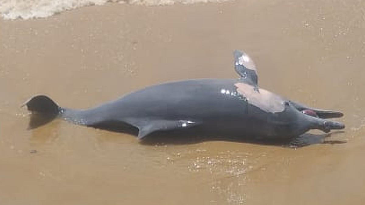 ಟೊಂಕ: ಡಾಲ್ಫಿನ್ ಕಳೇಬರ ಪತ್ತೆ