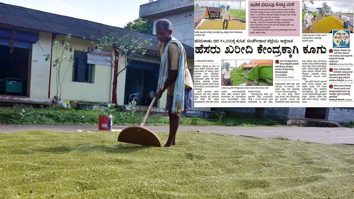 ಬೆಳಗಾವಿ | ‘ಪ್ರಜಾವಾಣಿ’ ವರದಿ ಫಲಶ್ರುತಿ: ಹೆಸರುಕಾಳು, ಸೂರ್ಯಕಾಂತಿ ಖರೀದಿ ಆರಂಭ