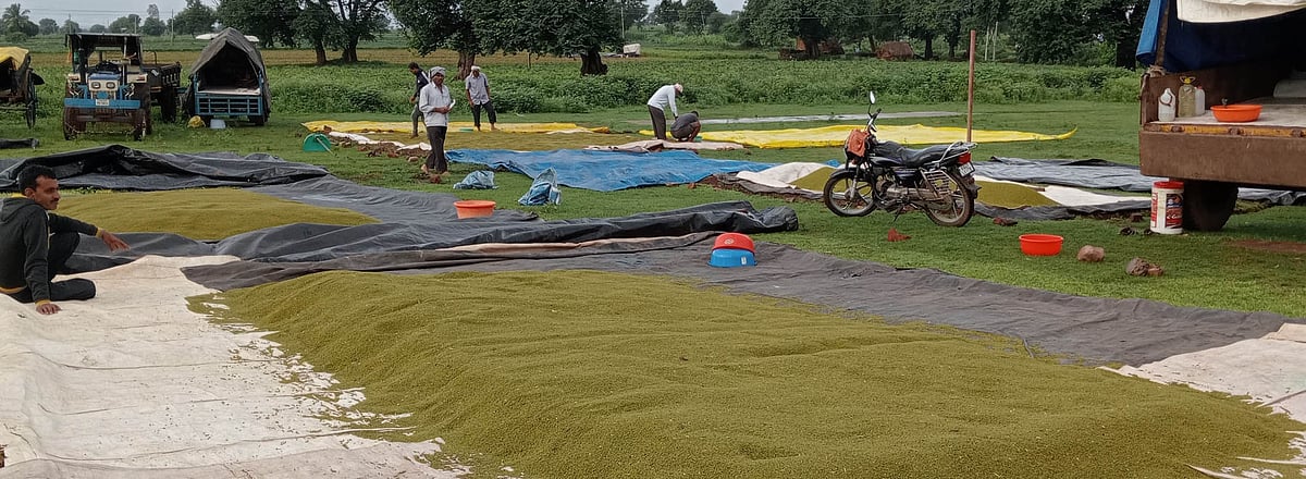 ಉಪ್ಪಿನಬೆಟಗೇರಿ: ‘ಹೆಸರು’ ರಕ್ಷಣೆಗೆ ಹರಸಾಹಸ