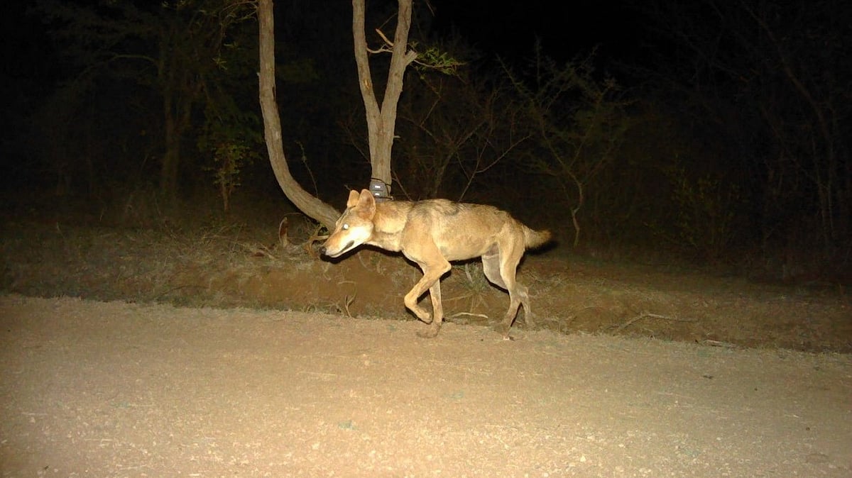 ಉತ್ತರಪ್ರದೇಶ: ಗ್ರಾಮಗಳ ಮೇಲೆ ತೋಳಗಳ ದಾಳಿ ತಪ್ಪಿಸಲು ಆನೆ ಲದ್ದಿ ಬಳಕೆ