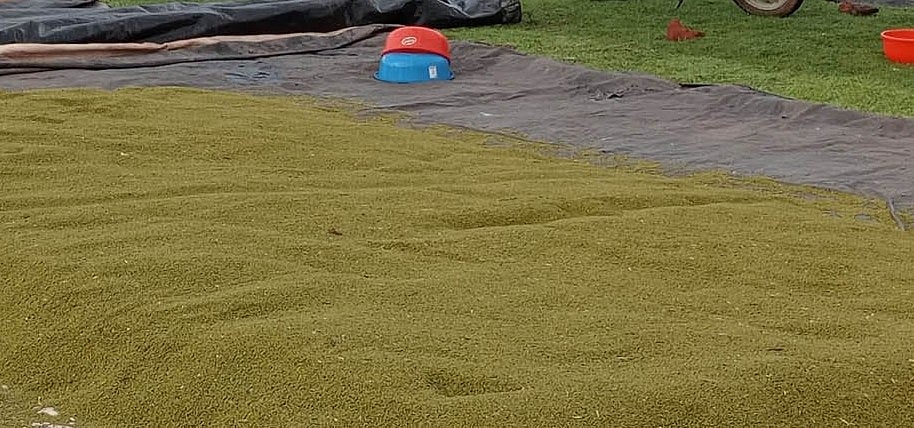 ಹಾವೇರಿ | 585 ಹೆಕ್ಟೇರ್‌ನಲ್ಲಿ ಹೆಸರು: ಖರೀದಿ ಕೇಂದ್ರ ಆರಂಭ