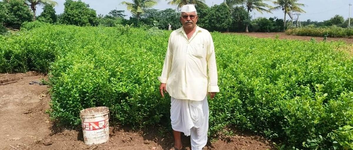 ಭೌಗೋಳಿಕ ಮಾನ್ಯತೆ: ಇಂಡಿ ನಿಂಬೆಗೆ ಬೇಡಿಕೆ; 5 ಲಕ್ಷಕ್ಕೂ ಹೆಚ್ಚು ಸಸಿಗಳ ಮಾರಾಟ