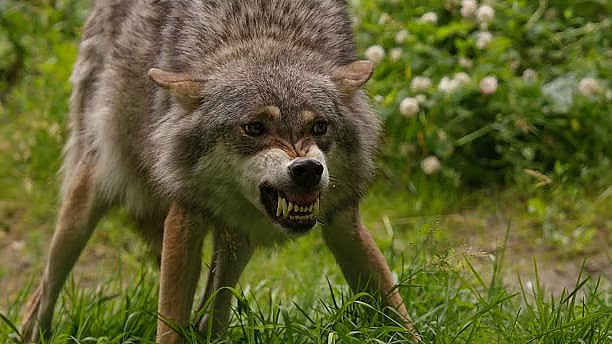 ಉತ್ತರ ಪ್ರದೇಶ | ಏಳು ಮಂದಿಯ ಕೊಂದಿದ್ದ ಗಂಡು ತೋಳ ಸೆರೆ