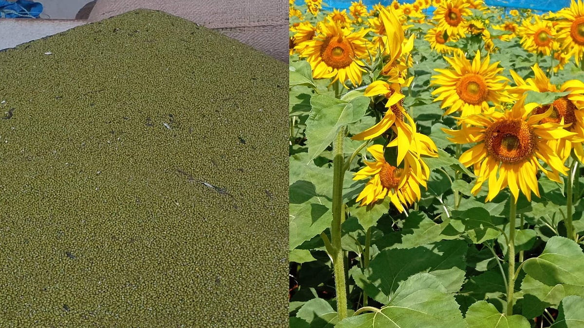 ದಾವಣಗೆರೆ: ಬೆಂಬಲ ಬೆಲೆ ಯೋಜನೆಯಡಿ ಹೆಸರುಕಾಳು, ಸೂರ್ಯಕಾಂತಿ ಖರೀದಿಗೆ ಕೋರಿಕೆ