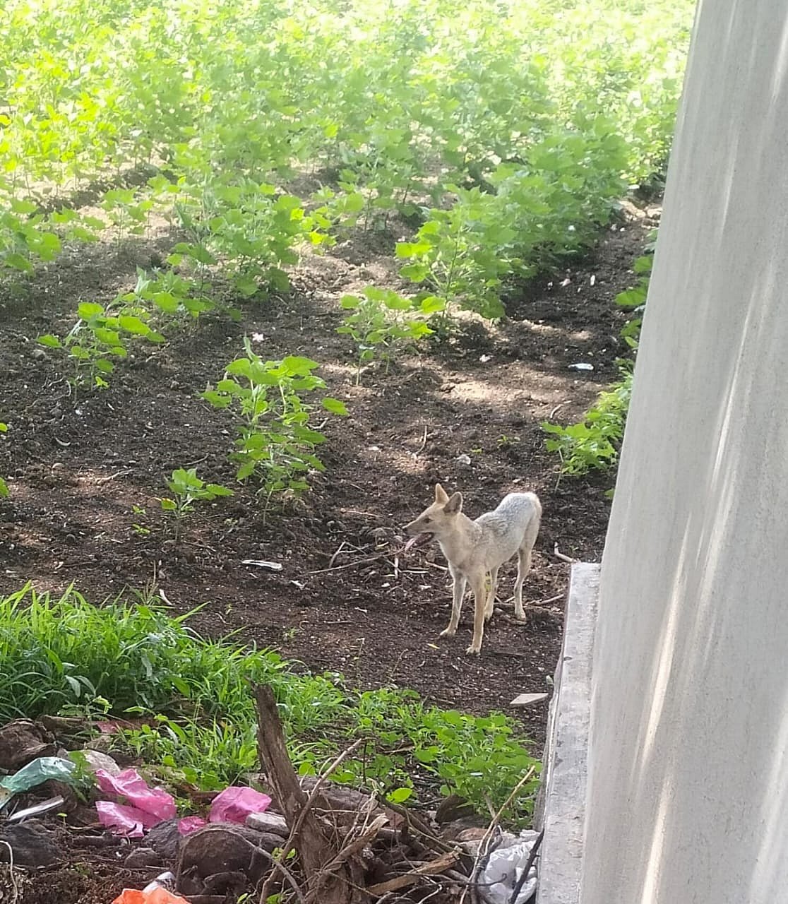 ಜೇವರ್ಗಿ: 20 ರೈತರಿಗೆ ಕಚ್ಚಿದ ನರಿ