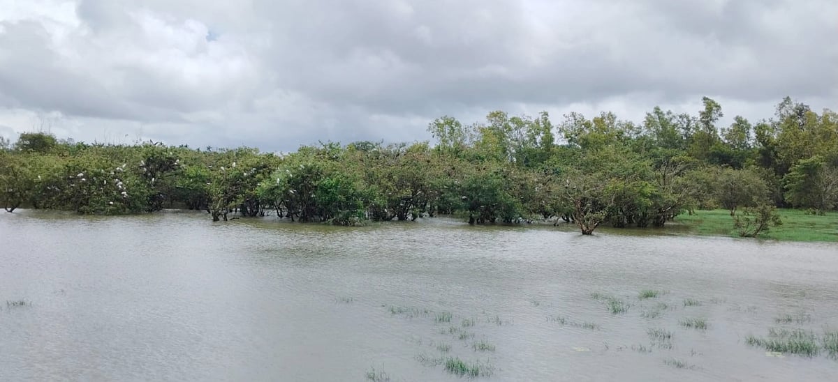 ಸೊರಬ: ಬಿಳಾಗಿ ಕೆರೆಯಲ್ಲಿ ಈಗ ಹಕ್ಕಿಗಳ ನಿನಾದ 