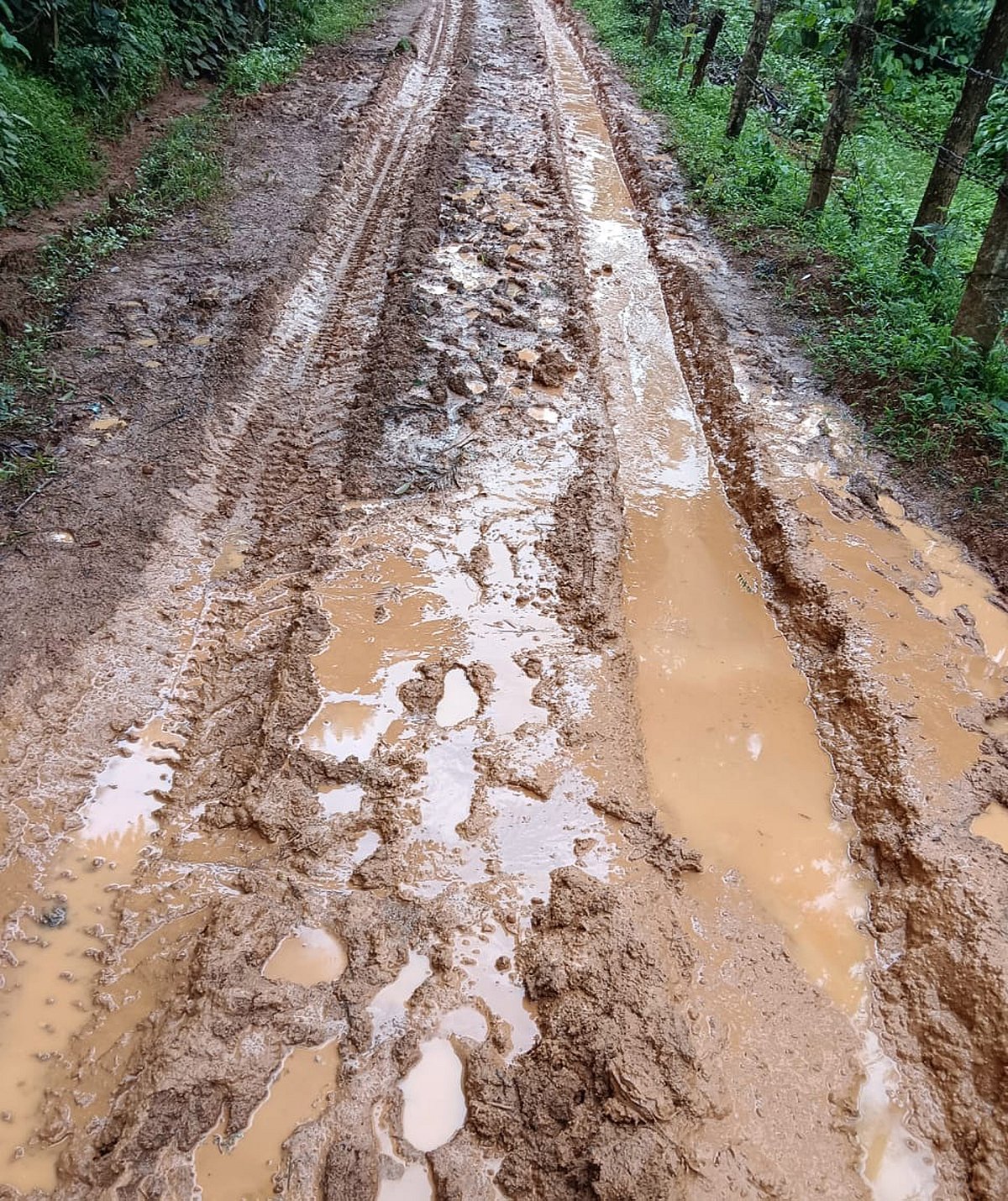 ಸಕಲೇಶಪುರ | ಭತ್ತದ ನಾಟಿ ಗದ್ದೆಯಂತಾದ ರಸ್ತೆ: ಗ್ರಾಮಸ್ಥರ ಪರದಾಟ