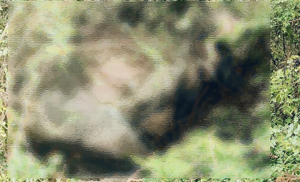 ಬಿಆರ್‌ಟಿಯಲ್ಲಿ ಮತ್ತೊಂದು ಆನೆಯ ಮೃತದೇಹ ಪತ್ತೆ: ವಾರದಲ್ಲಿ ಮೂರು ಆನೆಗಳ ಸಾವು