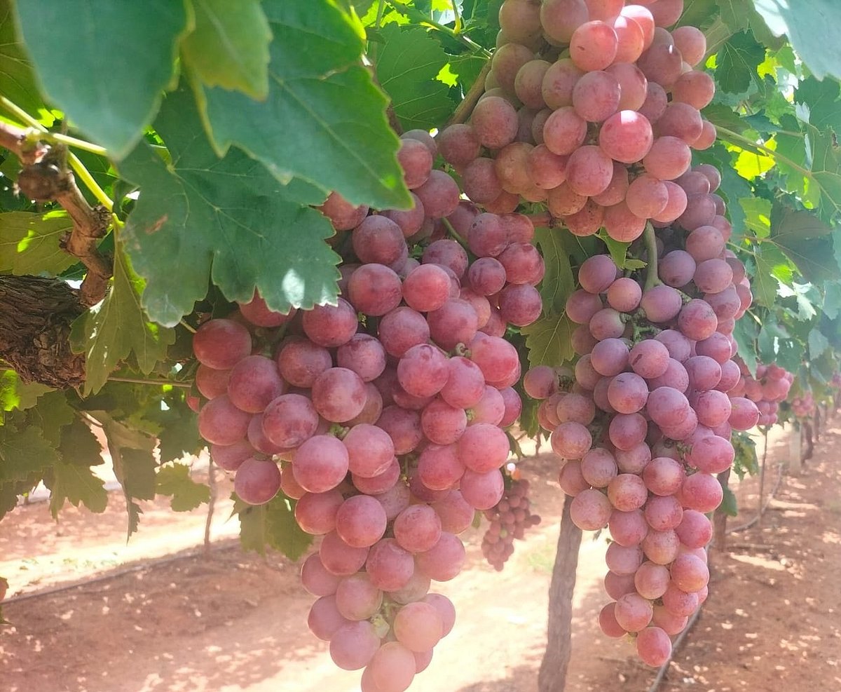 ವೈನ್‌ ಪಾರ್ಕ್‌ಗೆ ಪಿಪಿಪಿ ಮೊರೆ