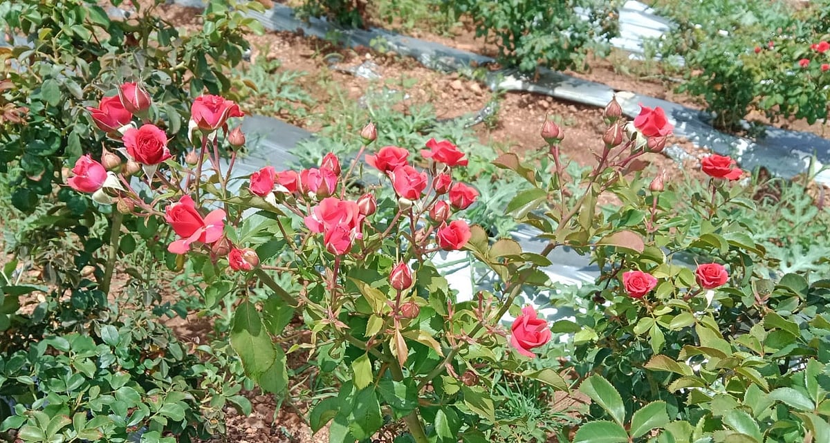 ಚಳ್ಳಕೆರೆ: ಗುಲಾಬಿ ಹೂವಿನಿಂದ ಪ್ರತಿದಿನವೂ ಆದಾಯ