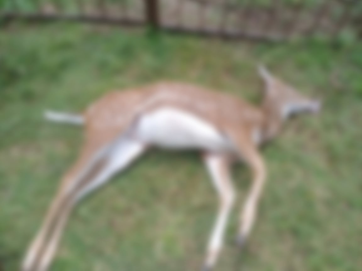 ಗುಡ್ಡೆಹೊಸೂರು: ಮನೆ ಗೇಟಿಗೆ ಸಿಲುಕಿ ಜಿಂಕೆ ಸಾವು