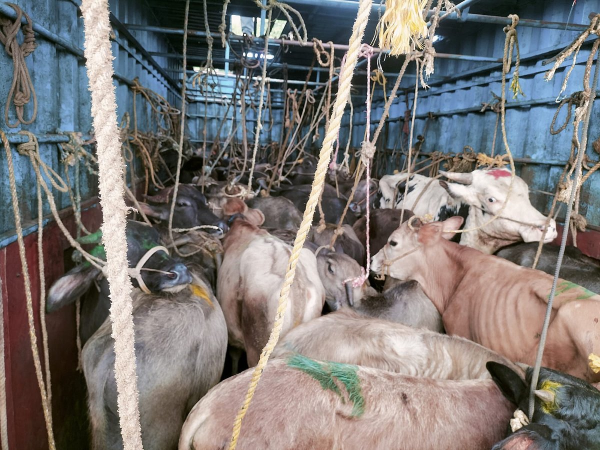 ಮದ್ದೂರು: ಇಬ್ಬರ ಬಂಧನ, 30 ಜಾನುವಾರು ರಕ್ಷಣೆ  