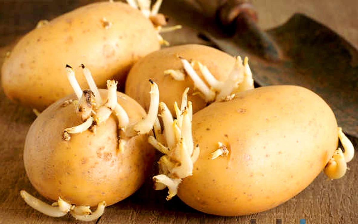 ಬಿತ್ತನೆ ಆಲೂಗಡ್ಡೆ ಬೆಲೆ ಏರಿಕೆ: ರೈತರಲ್ಲಿ ಕಳವಳ  