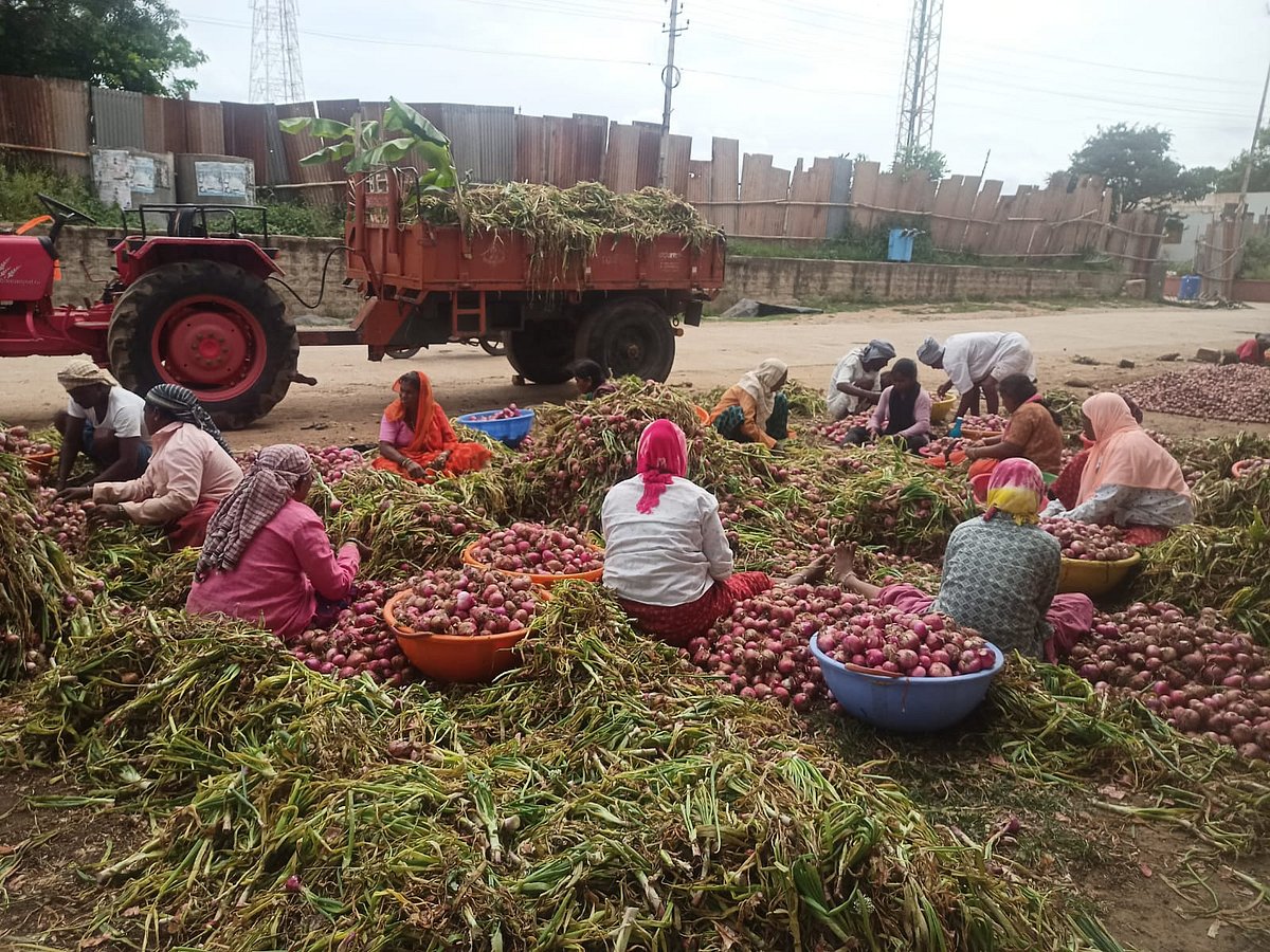 ಗದಗ | ಲಾಭದ ನಿರೀಕ್ಷೆಯಲ್ಲಿ ಈರುಳ್ಳಿ ಬೆಳೆಗಾರ