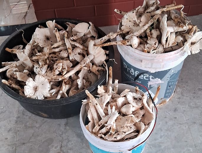 ನೈಸರ್ಗಿಕ ಅಣಬೆ ಕೆ.ಜಿಗೆ ₹175