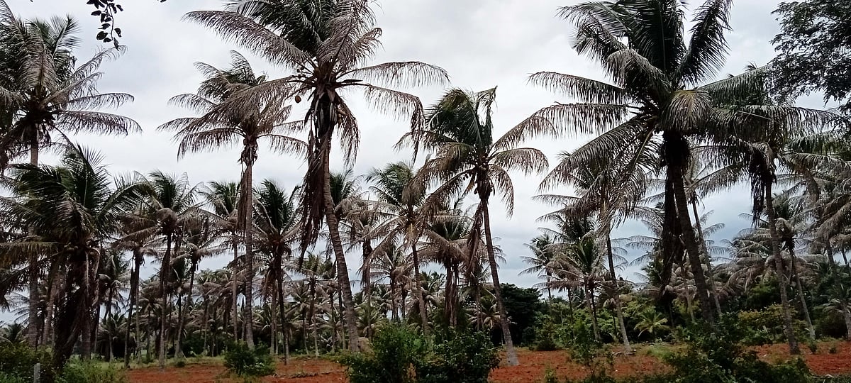 ಶ್ರೀರಂಗಪಟ್ಟಣ: ತೆಂಗಿಗೆ ಕಪ್ಪುತಲೆ ಹುಳು ಬಾಧೆ 