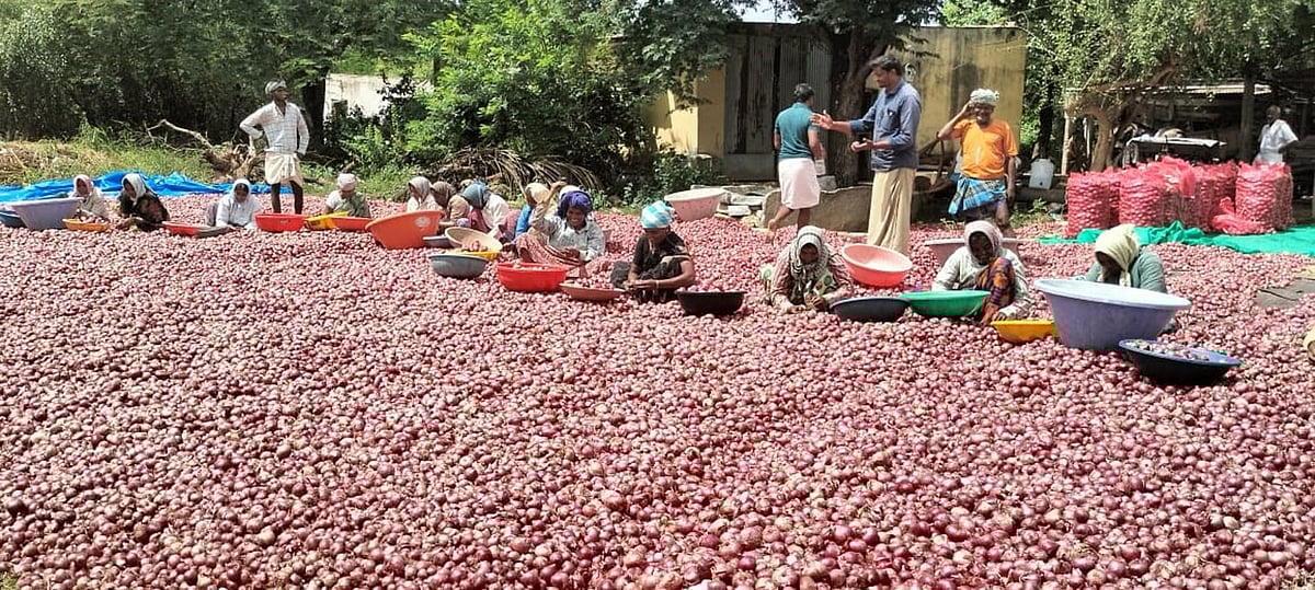 ಈರುಳ್ಳಿ ಕಟಾವು ಪ್ರಾರಂಭ: ಲಾಭದ ನಿರೀಕ್ಷೆಯಲ್ಲಿ ರೈತರು