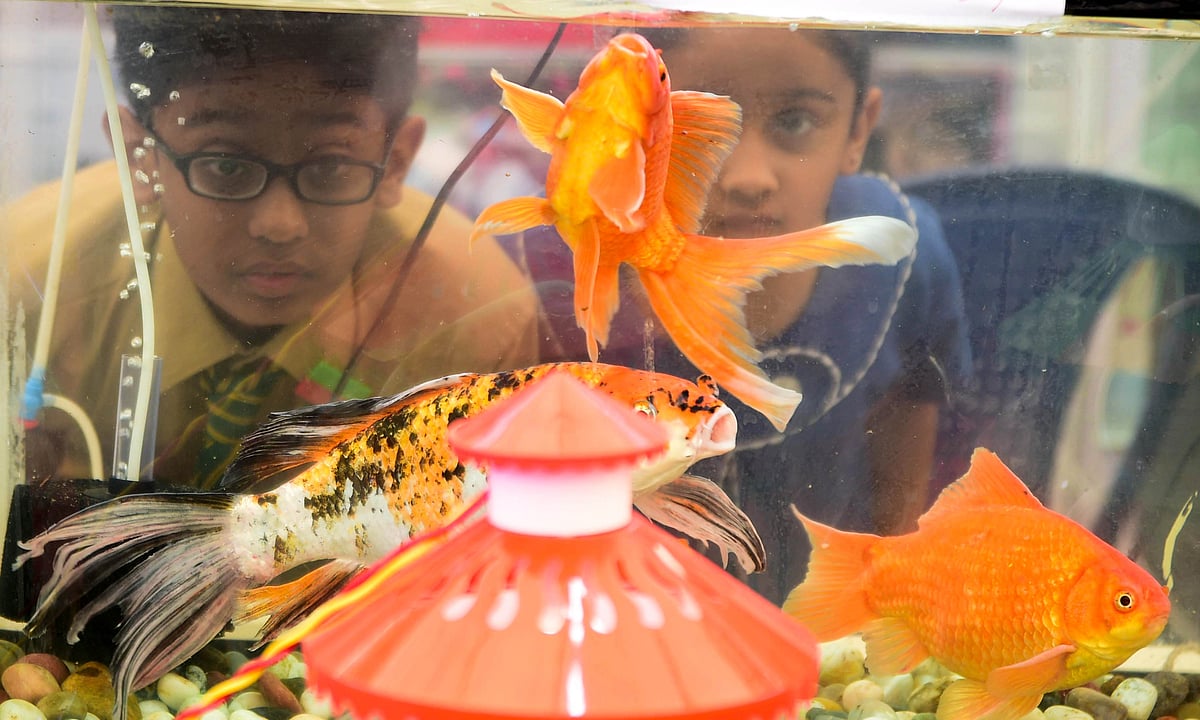 ಅಲಂಕಾರಿಕ ಮೀನುಗಾರಿಕೆ ಕುರಿತ  ‘ರಂಗೀನ್‌ ಮಚ್ಲಿ’ ಆ್ಯಪ್‌ ಬಿಡುಗಡೆ