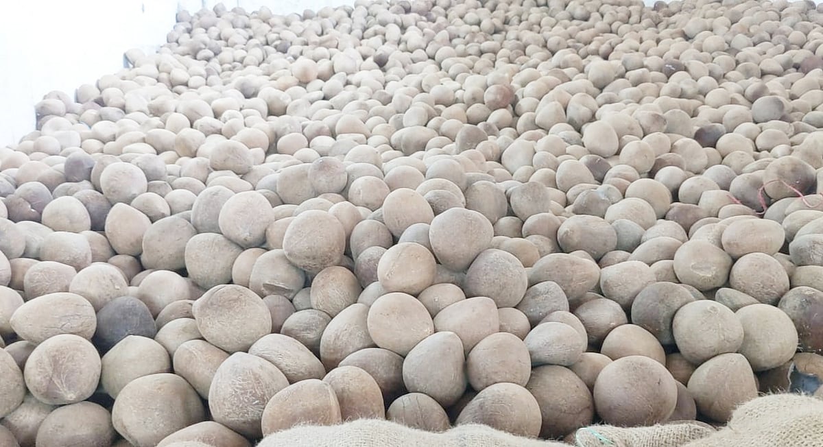 ತಿಪಟೂರು: ಕೊಬ್ಬರಿ ಬೆಲೆ ದಿಢೀರ್‌ ಕುಸಿತ