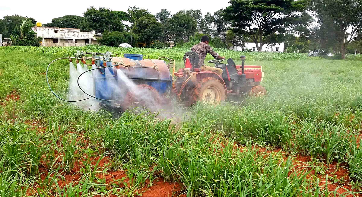 ರಾಗಿಗೆ ಸೈನಿಕ ಹುಳು ಕಾಟ: ರಾಸಾಯನಿಕ ಔಷಧಿ ಸಿಂಪಡಣೆ