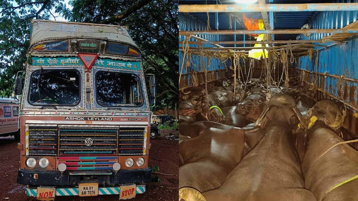 ಕುಮಟಾ | ಅಕ್ರಮ ಸಾಗಾಟ: 27 ಎಮ್ಮೆಗಳ ರಕ್ಷಣೆ, ಐವರ ವಿರುದ್ಧ ಪ್ರಕರಣ