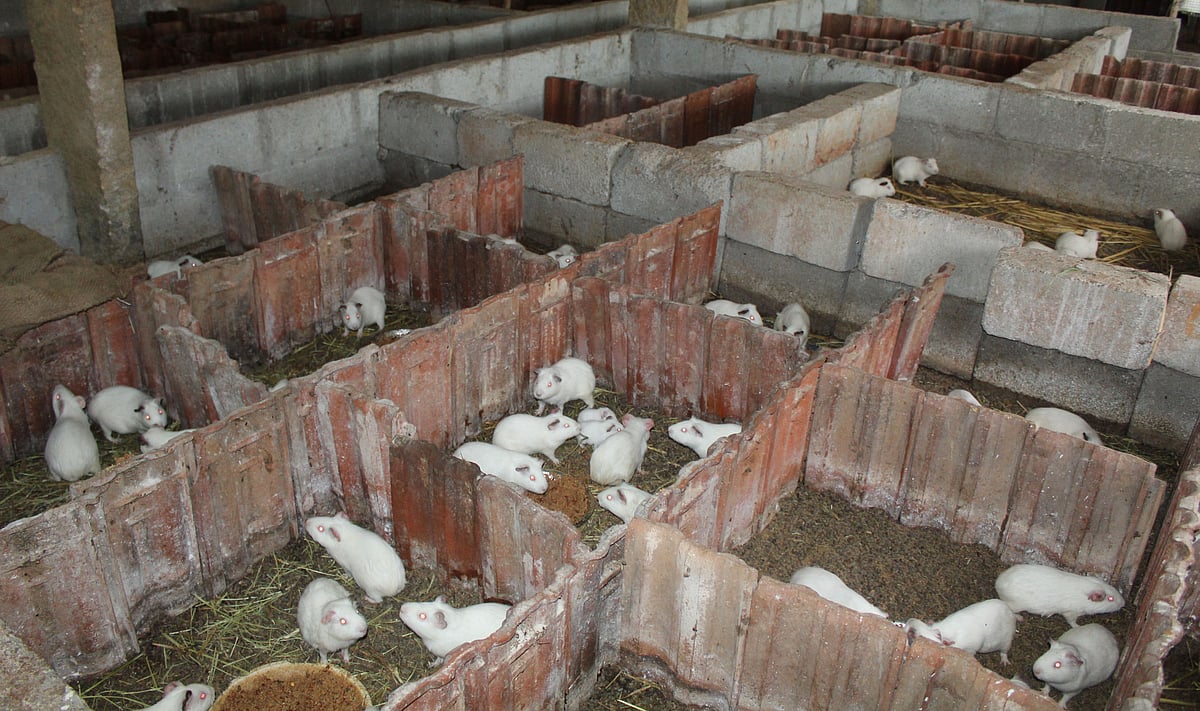 ಮಹಿಳೆ ಕಟ್ಟಿದ ಉದ್ಯಮ: ‘ಗಿನಿಪಿಗ್’ ಬಂದಾವು, ಆದಾಯ ತಂದಾವು