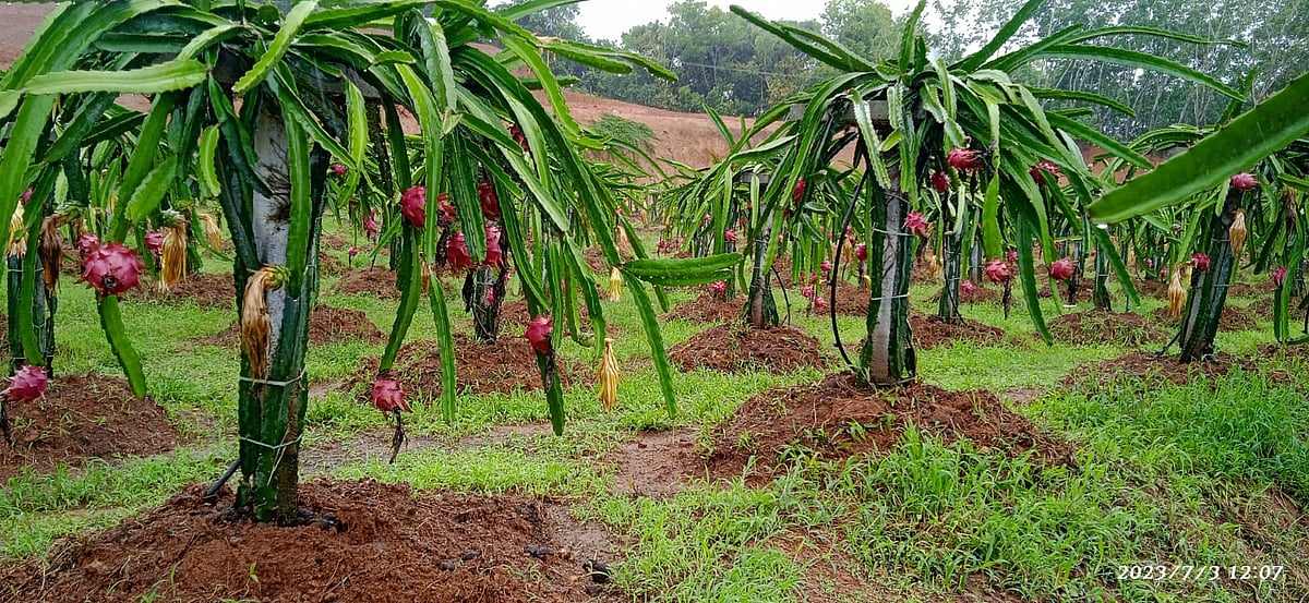 ತುಮಕೂರು: ಸೂಕ್ತ ಮಾರುಕಟ್ಟೆಯ ಕೊರತೆ– ಡ್ರ್ಯಾಗನ್‌ ಫ್ರೂಟ್‌ ಮಾರಾಟವೇ ಸವಾಲು!