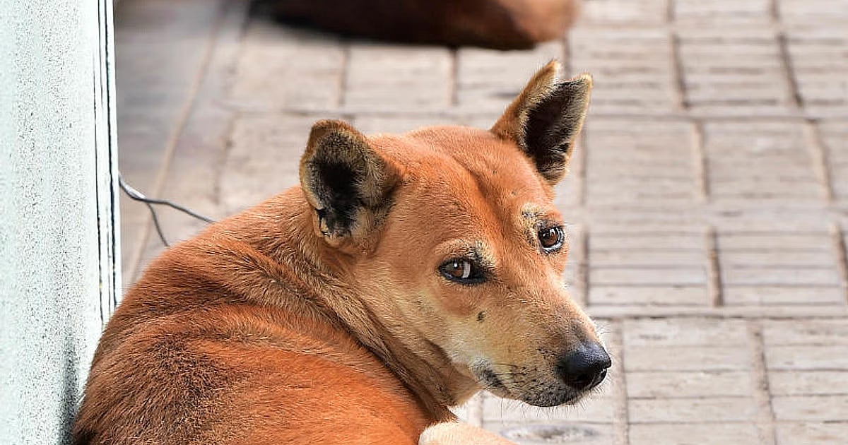 ಕಲಘಟಗಿ: ಹುಚ್ಚುನಾಯಿ ಹೊಡೆದು ಕೊಂದ ಜನ