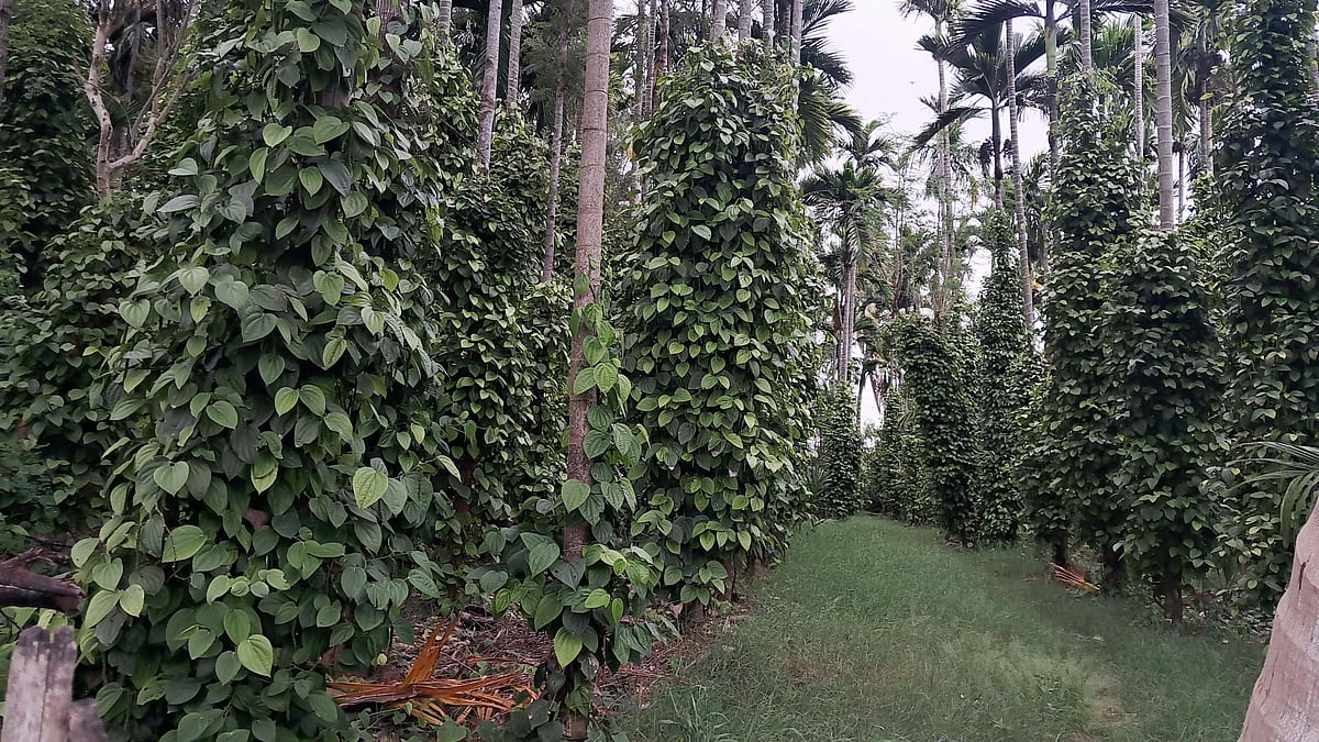 ಕರಿಮೆಣಸು ಬೆಳೆದು ಹೊಸ ಬದುಕು ಕಂಡ ರೈತ