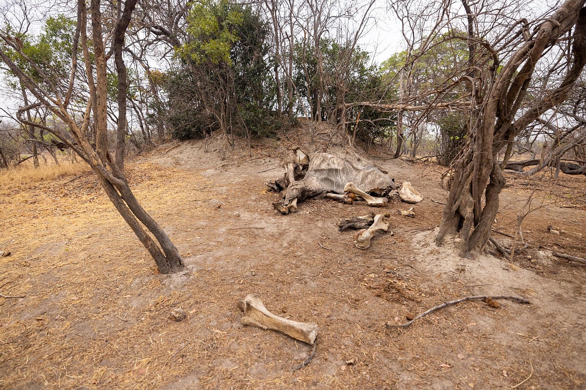 ಆಳ–ಅಗಲ: ಆಫ್ರಿಕಾದ ದಕ್ಷಿಣ ರಾಷ್ಟ್ರಗಳಲ್ಲಿ ತುತ್ತು ಅನ್ನ, ಹನಿ ನೀರಿಗೆ ಹಾಹಾಕಾರ