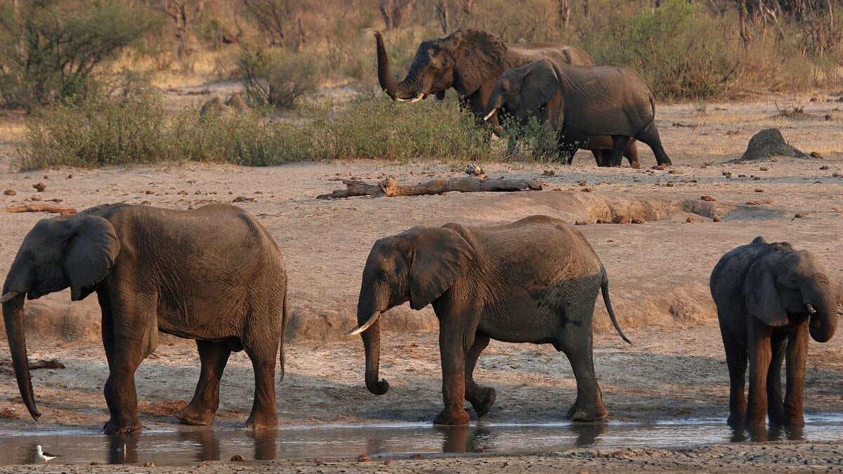 ಬರಗಾಲದಿಂದ ತತ್ತರಿಸಿರುವ ಜಿಂಬಾಬ್ವೆ: ಜನರ ಹಸಿವು ನೀಗಿಸಲು 200 ಆನೆಗಳ ಹತ್ಯೆ!